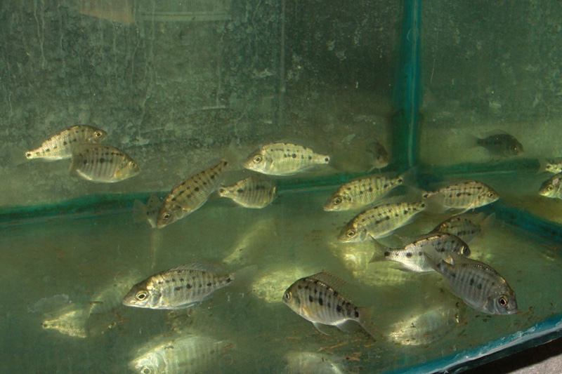 Protomelas virgatus 'Namalenje Island'